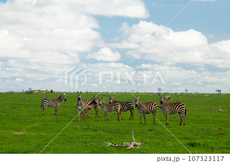 beautiful flora and fauna of the African savannah beautiful flora and fauna of the African savannah 107323117