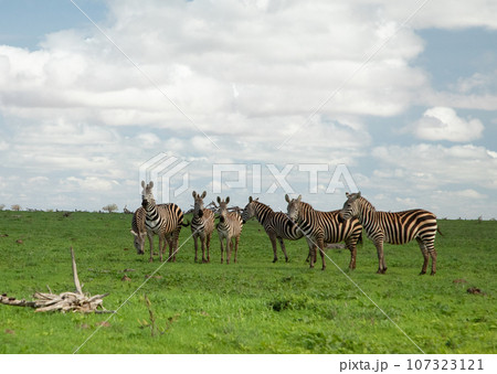 beautiful flora and fauna of the African savannah 107323121