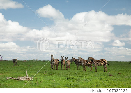 beautiful flora and fauna of the African savannah 107323122