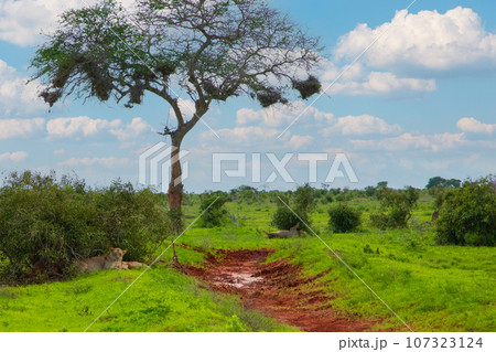 beautiful flora and fauna of the African savannah 107323124