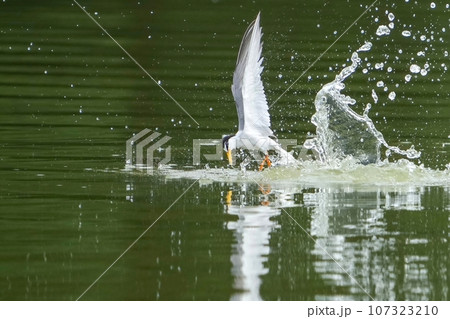 コアジサシの豪快な離水シーン コアジサシの豪快な離水シーン 107323210