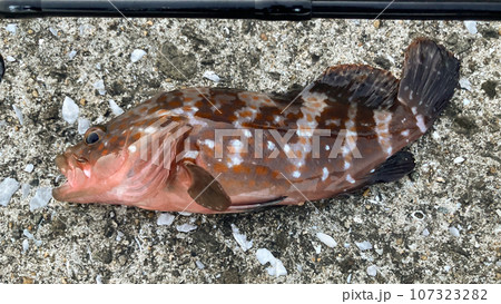 秋の有明海で釣り上げたキジハタ 107323282