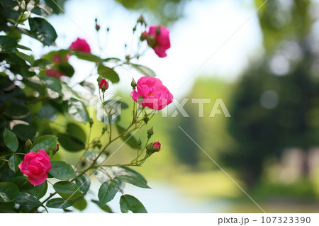 バラの花　アンジェラ 107323390