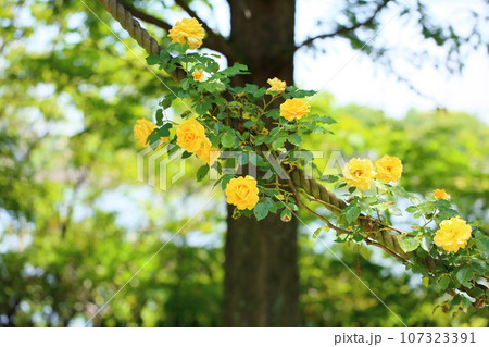 バラの花　ゴールドバニー 107323391