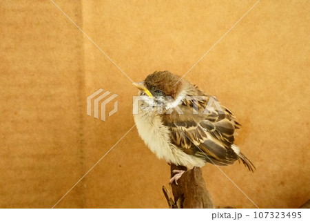 一時保護した雀の雛 107323495