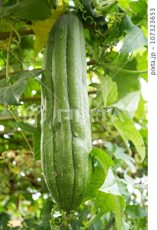 畑で実るヘチマ 107323653