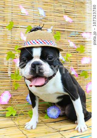 麦わら帽子にカブトムシを乗せて笑顔で見つめるボストンテリアのマイティ君♡ 107323780
