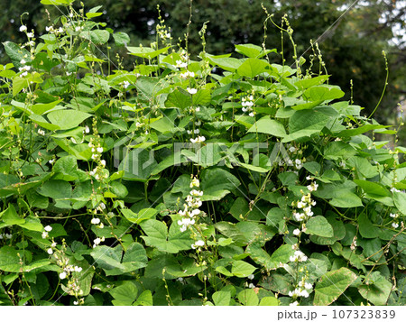 フジマメ 107323839