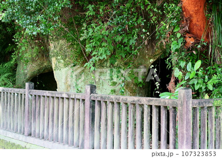 西郷隆盛洞窟の風景 西郷隆盛洞窟の風景 107323853