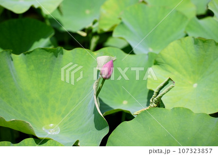 蕾の蓮の花 蕾の蓮の花 107323857