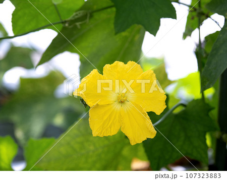 ヘチマの雄花 107323883