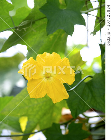 ヘチマの雄花 107323884