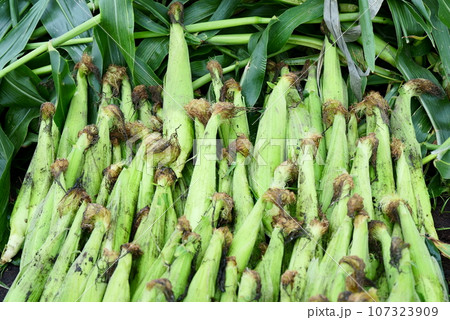 収穫した沢山のトウモロコシ 107323909