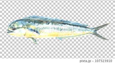 水彩で描いたシイラのイラスト 水彩で描いたシイラのイラスト 107323910