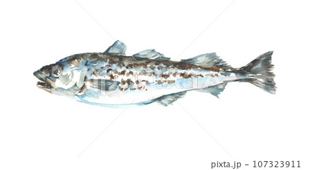 水彩で描いたスケトウダラのイラスト 水彩で描いたスケトウダラのイラスト 107323911