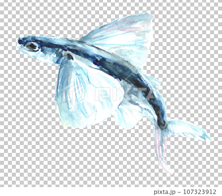 水彩畫飛魚的插圖 107323912