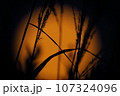 中秋の名月に照らされるススキ 107324096