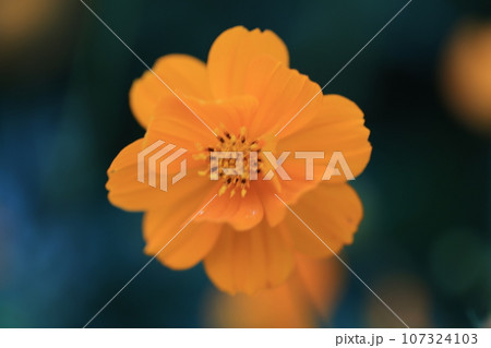 コスモス　0156 107324103