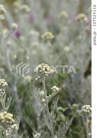 シロタエギクの花の蕾 107324118