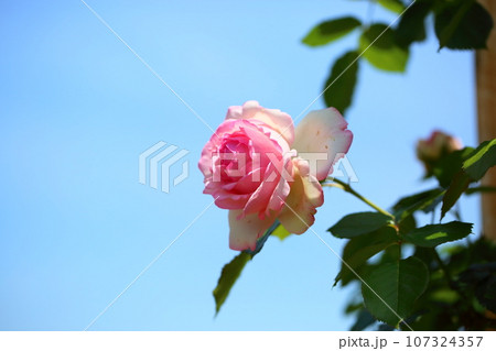 バラの花 ピエールドゥロンサール バラの花 ピエールドゥロンサール 107324357
