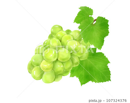 葉っぱのある瑞々しいシャインマスカット 葉っぱのある瑞々しいシャインマスカット 107324376