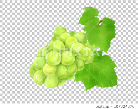 葉っぱのある瑞々しいシャインマスカット 葉っぱのある瑞々しいシャインマスカット 107324376
