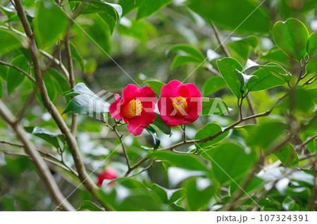 赤い椿の花【ヤブツバキ】 107324391