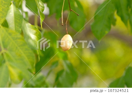 センダンの実 107324521