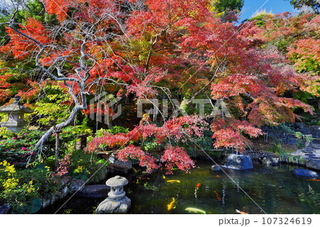 秋12月 鎌倉長谷寺放生池の鮮やかな紅葉と鯉 秋12月 鎌倉長谷寺放生池の鮮やかな紅葉と鯉 107324619
