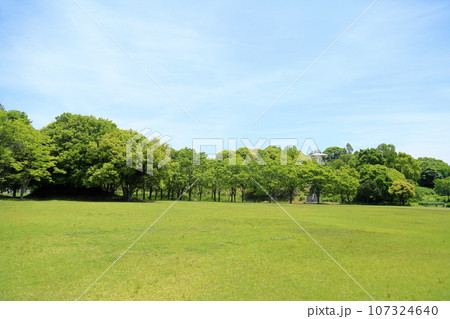 初夏の公園　雑木新緑 107324640
