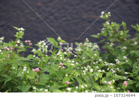 ミゾソバの花 ミゾソバの花 107324644