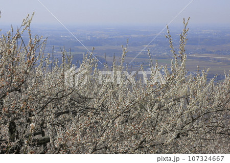 筑波山の中腹に位置する筑波山梅林の満開の梅と、眼下に広がる関東平野の眺望 107324667