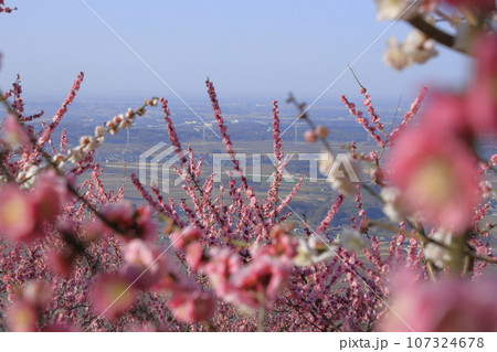 筑波山の中腹に位置する筑波山梅林の満開の梅と、眼下に広がる関東平野の眺望 107324678