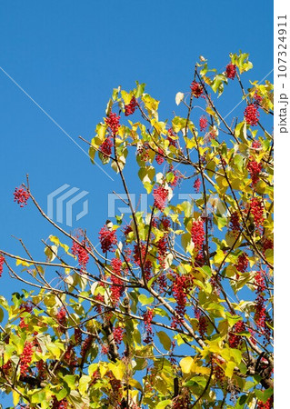 イイギリの実 イイギリの実 107324911