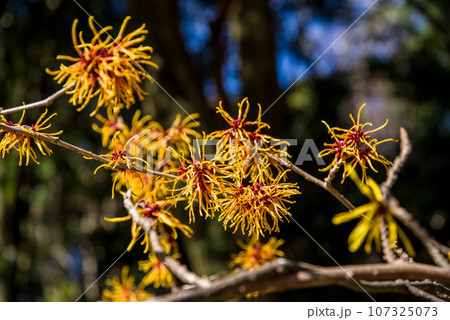 春にまず咲く「マンサク」 107325073