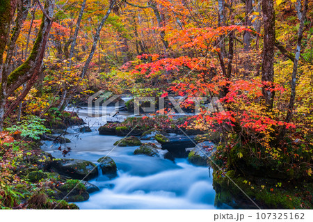 奥入瀬渓流（秋） 107325162