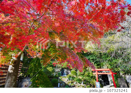 秋12月 鎌倉長谷寺弁天窟の鮮やかな紅葉 107325241