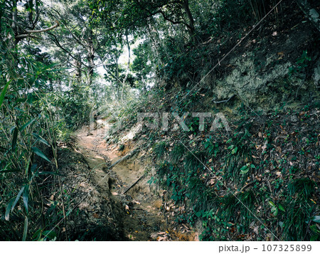 山の斜面の細い道(勝手道) 山の斜面の細い道(勝手道) 107325899