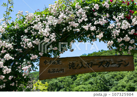 埼玉県毛呂山町　滝ノ入ローズガーデン 107325984
