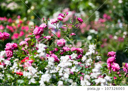 埼玉県毛呂山町 滝ノ入ローズガーデン 埼玉県毛呂山町 滝ノ入ローズガーデン 107326003