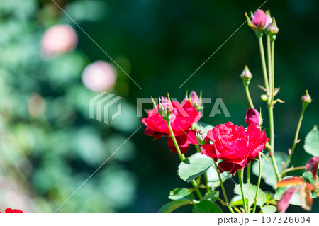 埼玉県毛呂山町 滝ノ入ローズガーデン 埼玉県毛呂山町 滝ノ入ローズガーデン 107326004