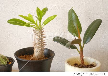 パキポディウム 観葉植物 パキポディウム 観葉植物 107326051