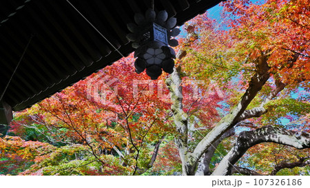 秋12月 鎌倉長谷寺経蔵から見上げる紅葉見事 107326186