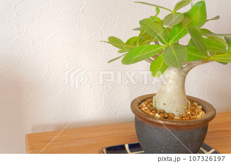 アデニウム　アラビカム　（塊根植物） 107326197