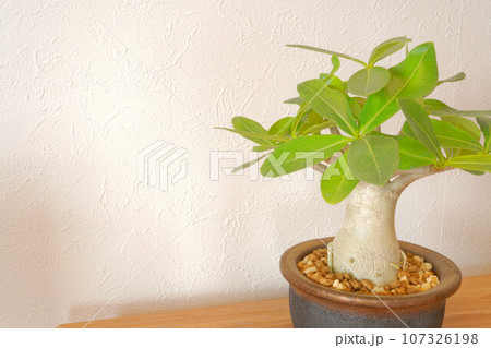 アデニウム　アラビカム　（塊根植物） 107326198