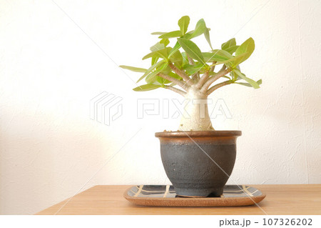 アデニウム　アラビカム　（塊根植物） 107326202