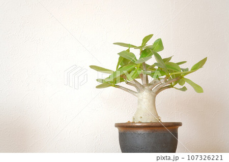 アデニウム　アラビカム　（塊根植物） 107326221