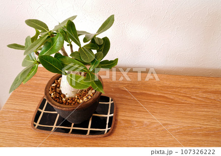 アデニウム　アラビカム　（塊根植物） 107326222