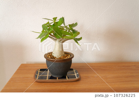 アデニウム アラビカム (塊根植物) アデニウム アラビカム (塊根植物) 107326225