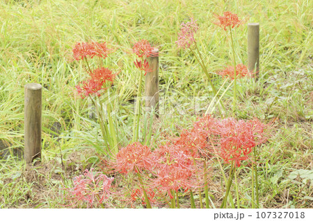 彼岸花のある風景 彼岸花のある風景 107327018